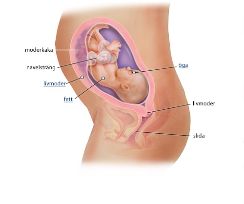 Den bekväma graviditeten i vecka 28-32
