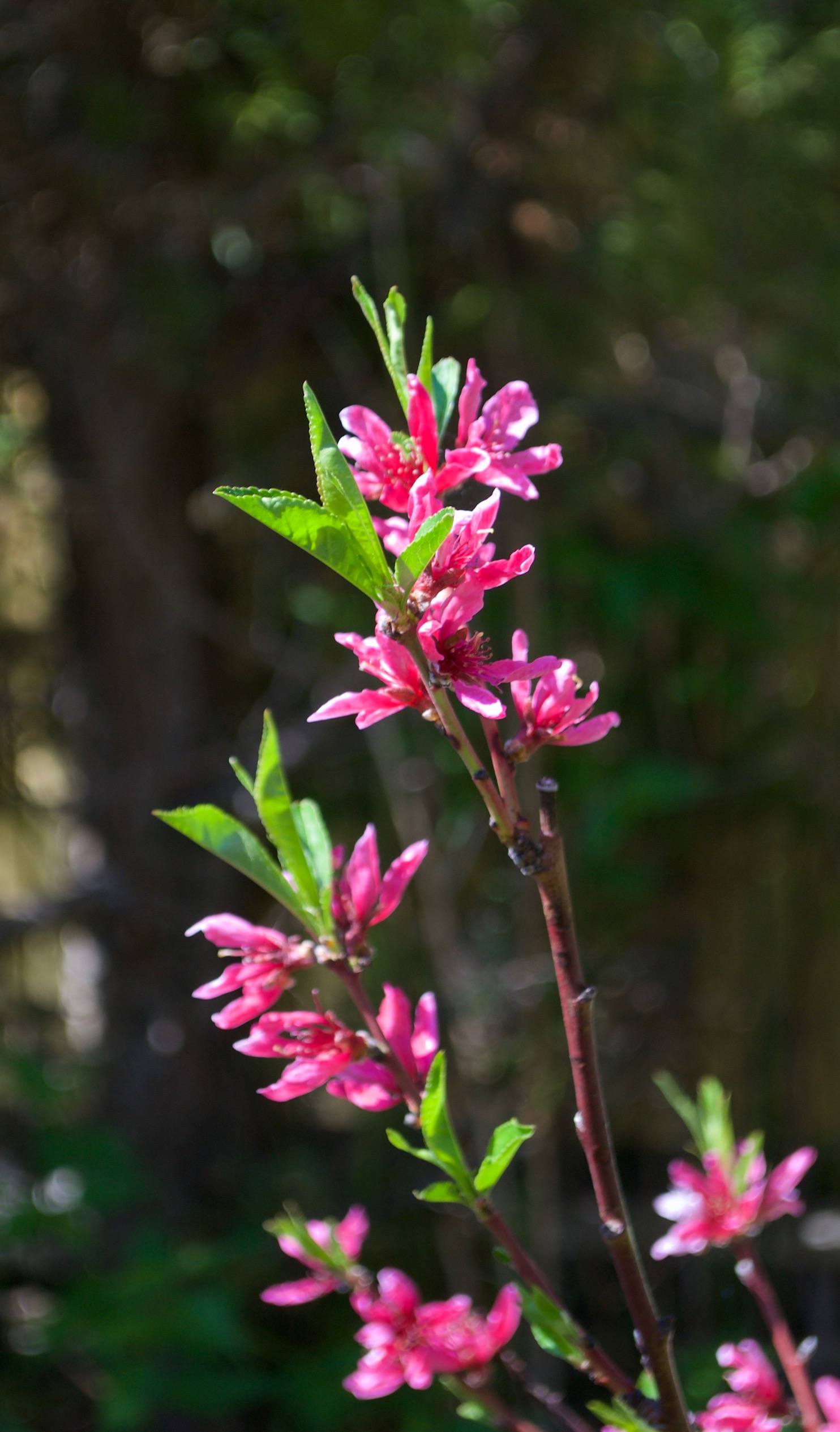 försommarbilder