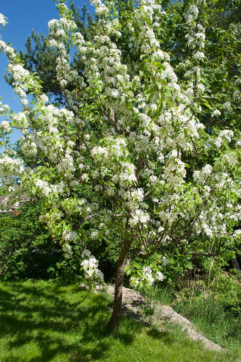 försommarbilder päronträd