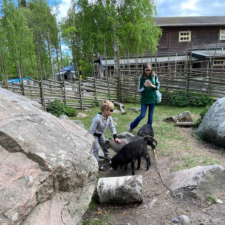 Furuviksparken klapphage lamm